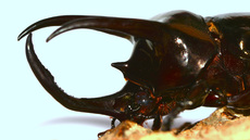 Dreihornkäfer (07).jpg